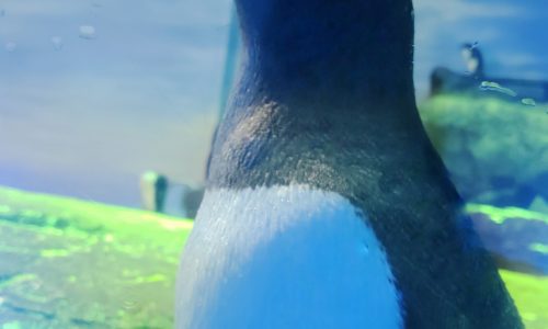 水族館の推し