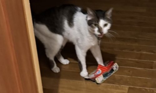 にゃんだって！？